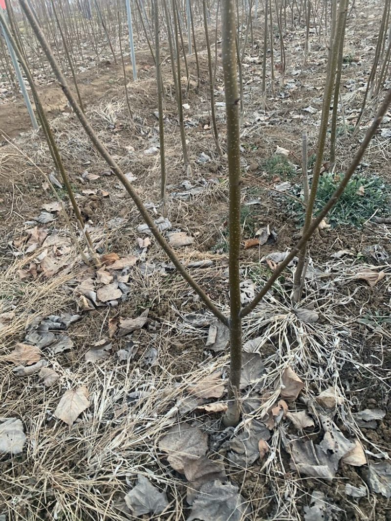 欧洲小叶椴绿塔椴树苗金桐力高度苗壮苗自产自销现挖现发