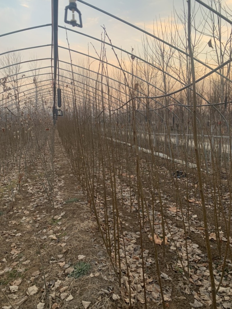 欧洲小叶椴绿塔椴树苗金桐力高度苗壮苗自产自销现挖现发