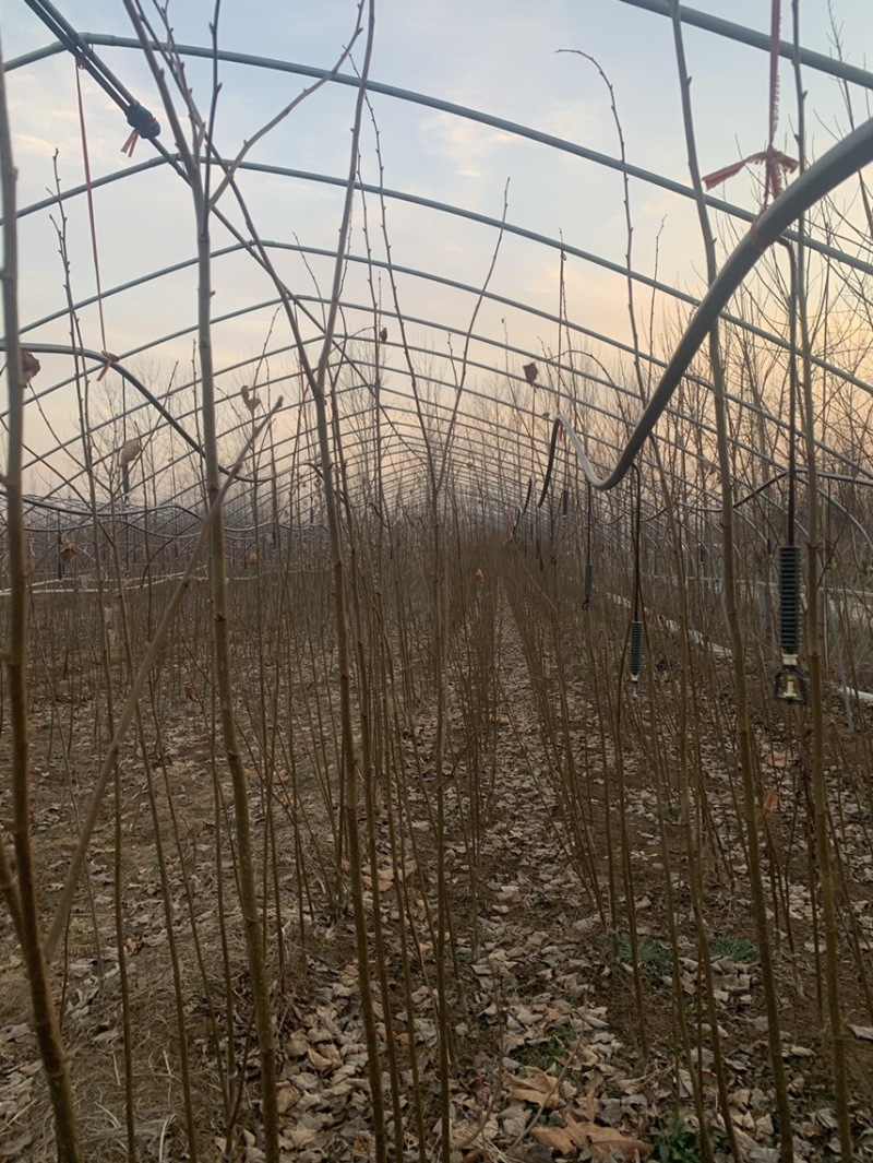 欧洲小叶椴绿塔椴树苗金桐力高度苗壮苗自产自销现挖现发