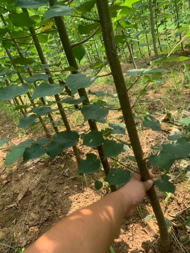 欧洲小叶椴绿塔椴树苗金桐力高度苗壮苗自产自销现挖现发