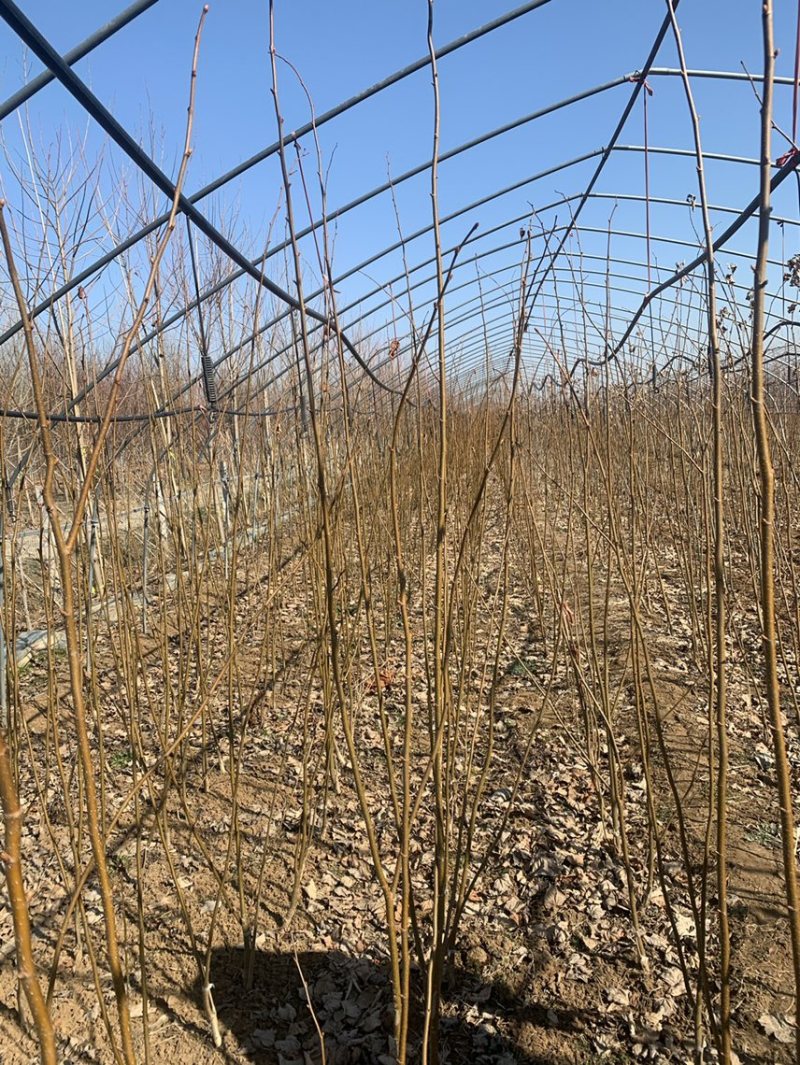 欧洲小叶椴绿塔椴树苗金桐力高度苗壮苗自产自销现挖现发