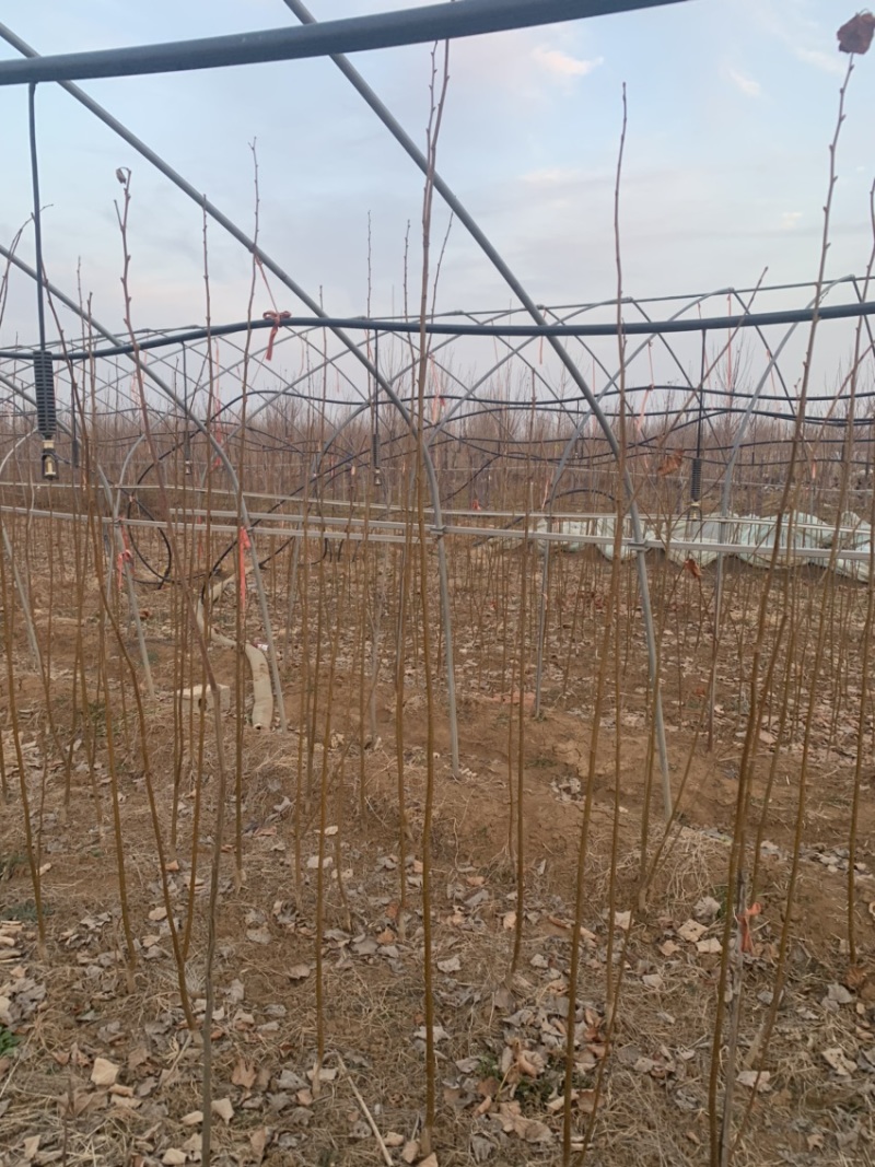 欧洲小叶椴绿塔椴树苗金桐力高度苗壮苗自产自销现挖现发