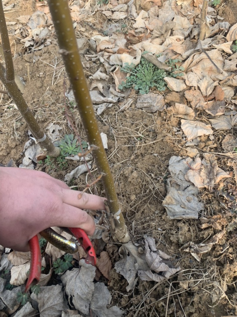 欧洲小叶椴绿塔椴树苗金桐力高度苗壮苗自产自销现挖现发