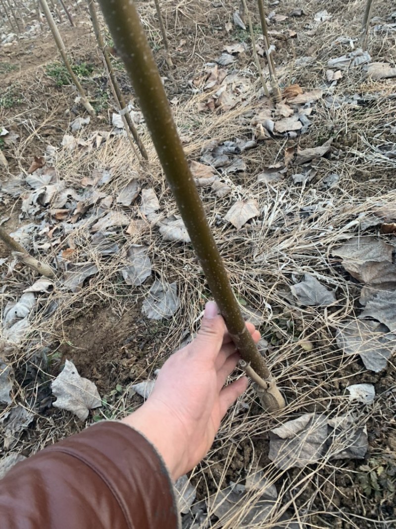 欧洲小叶椴绿塔椴树苗金桐力高度苗壮苗自产自销现挖现发