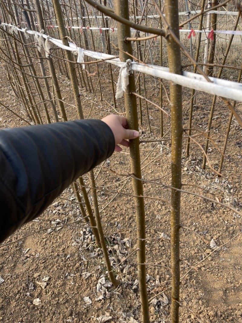 欧洲小叶椴绿塔椴树苗金桐力高度苗壮苗自产自销现挖现发