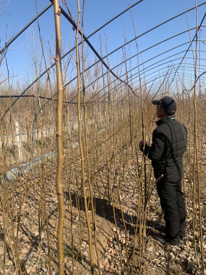 欧洲小叶椴绿塔椴树苗金桐力高度苗壮苗自产自销现挖现发