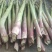 半年可采笋芽特粗大高产一代芦笋TC30芦笋苗