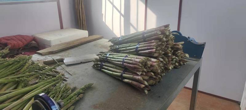 笋芽粗大芽多半年可采高产一代苗tc30芦笋苗