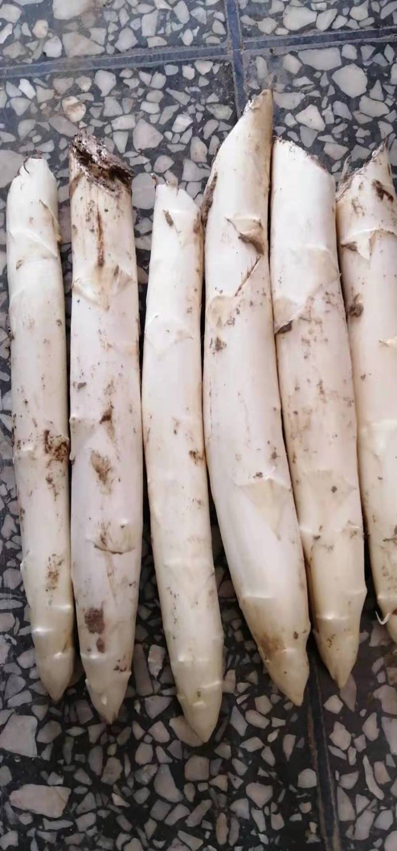 笋芽粗大芽多半年可采高产一代苗tc30芦笋苗