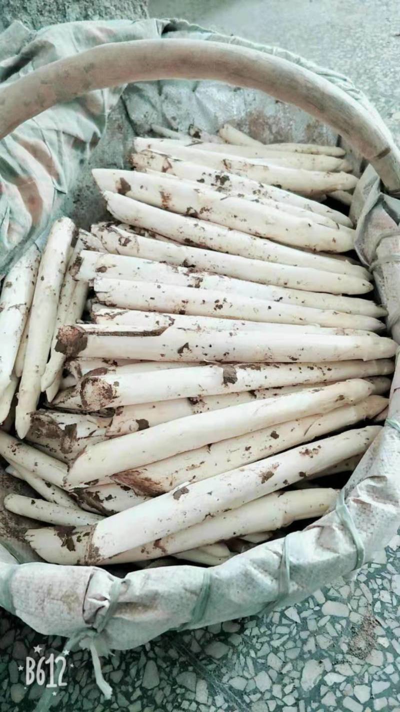 笋芽粗大芽多半年可采高产一代苗tc30芦笋苗