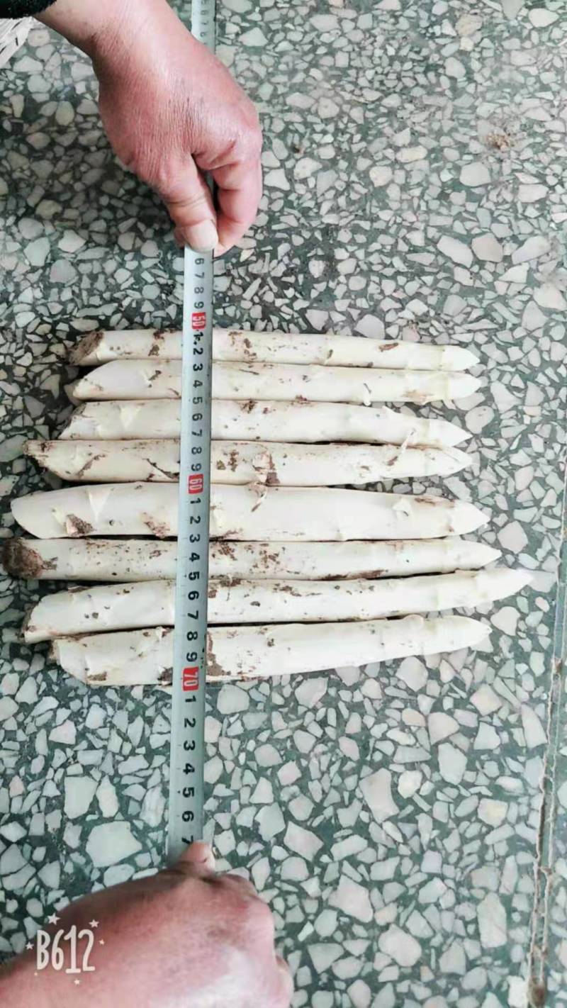 笋芽粗大芽多半年可采高产一代苗tc30芦笋苗