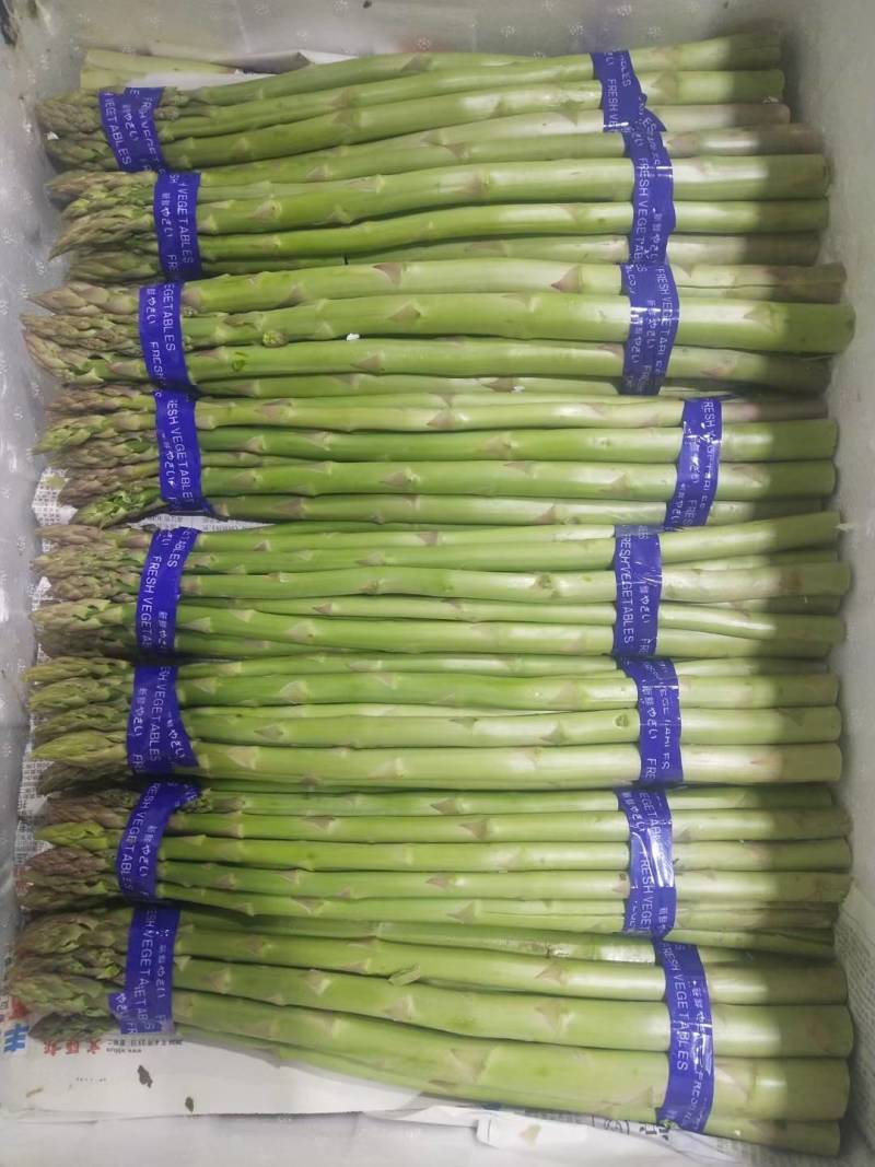 笋芽粗大芽多半年可采高产一代苗tc30芦笋苗