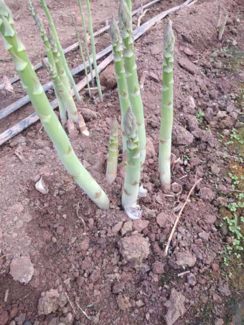 笋芽粗大芽多半年可采高产一代苗tc30芦笋苗