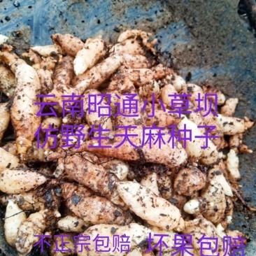 云南昭通彝良小草坝仿野生乌天麻种子，0代麻，坏果包赔