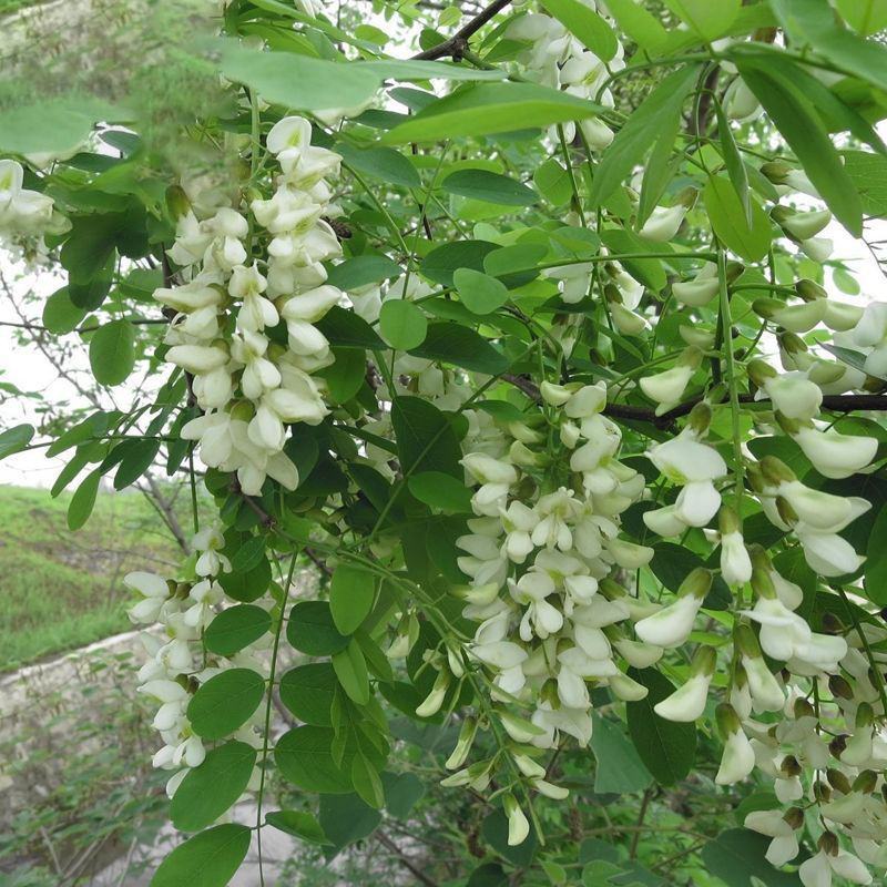 新采刺槐种子白花刺槐树种子紫穗槐洋槐黄花槐种子蜜蜂