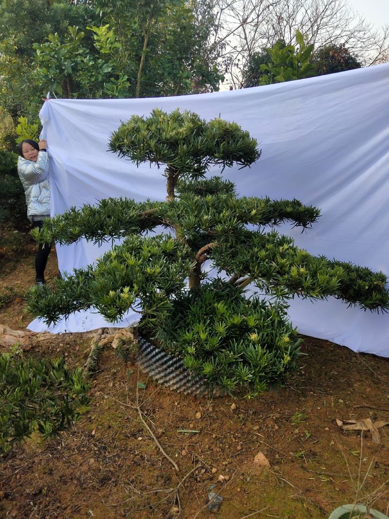罗汉松盆景，花卉，盆景盆花，产地直销，欢迎咨询