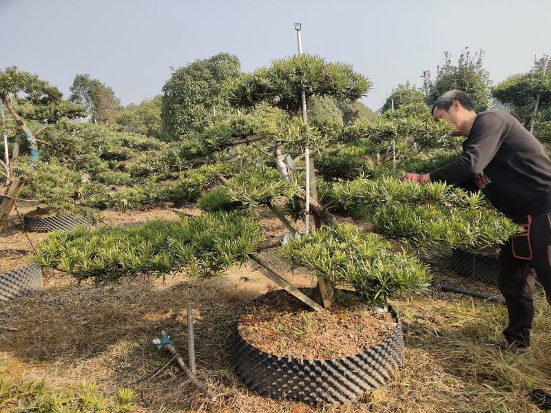 罗汉松盆景，花卉，盆景盆花，产地直销，欢迎咨询