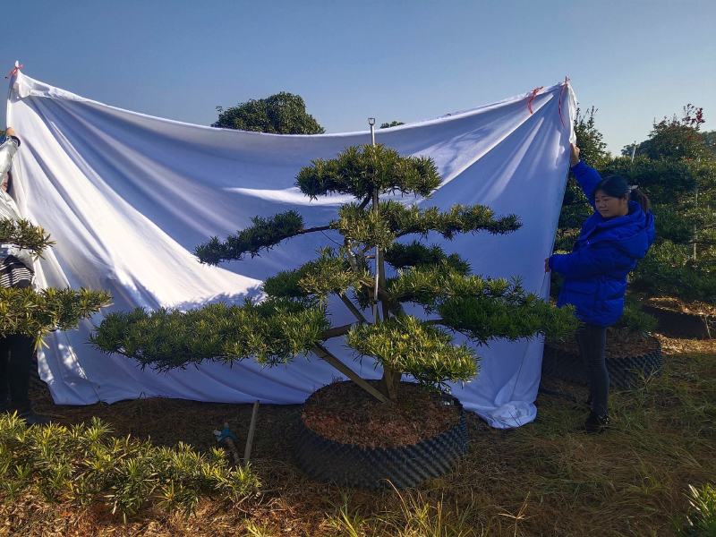 罗汉松盆景，花卉，盆景盆花，产地直销，欢迎咨询