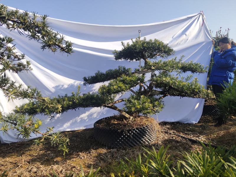 罗汉松盆景，花卉，盆景盆花，产地直销，欢迎咨询