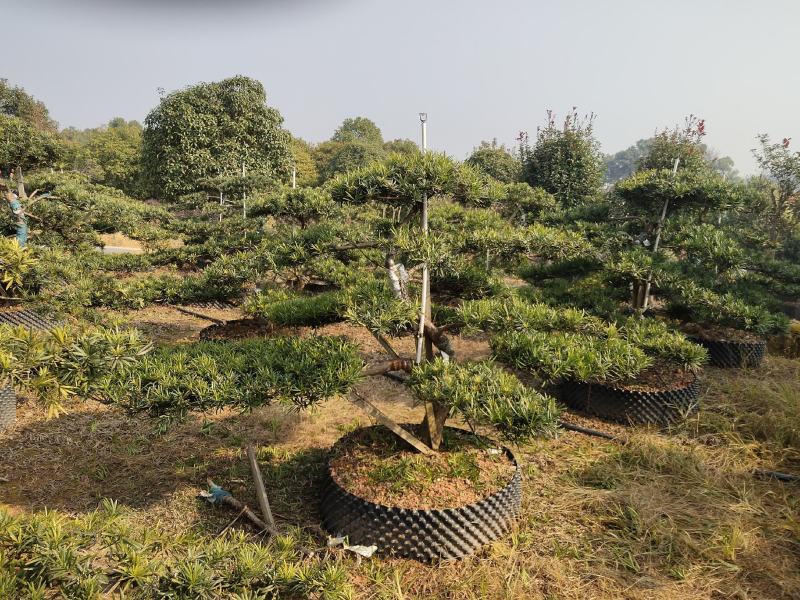 罗汉松盆景，花卉，盆景盆花，产地直销，欢迎咨询