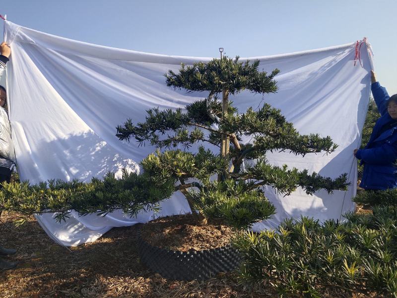 罗汉松盆景，花卉，盆景盆花，产地直销，欢迎咨询