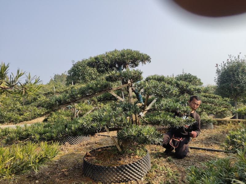 罗汉松盆景，花卉，盆景盆花，产地直销，欢迎咨询