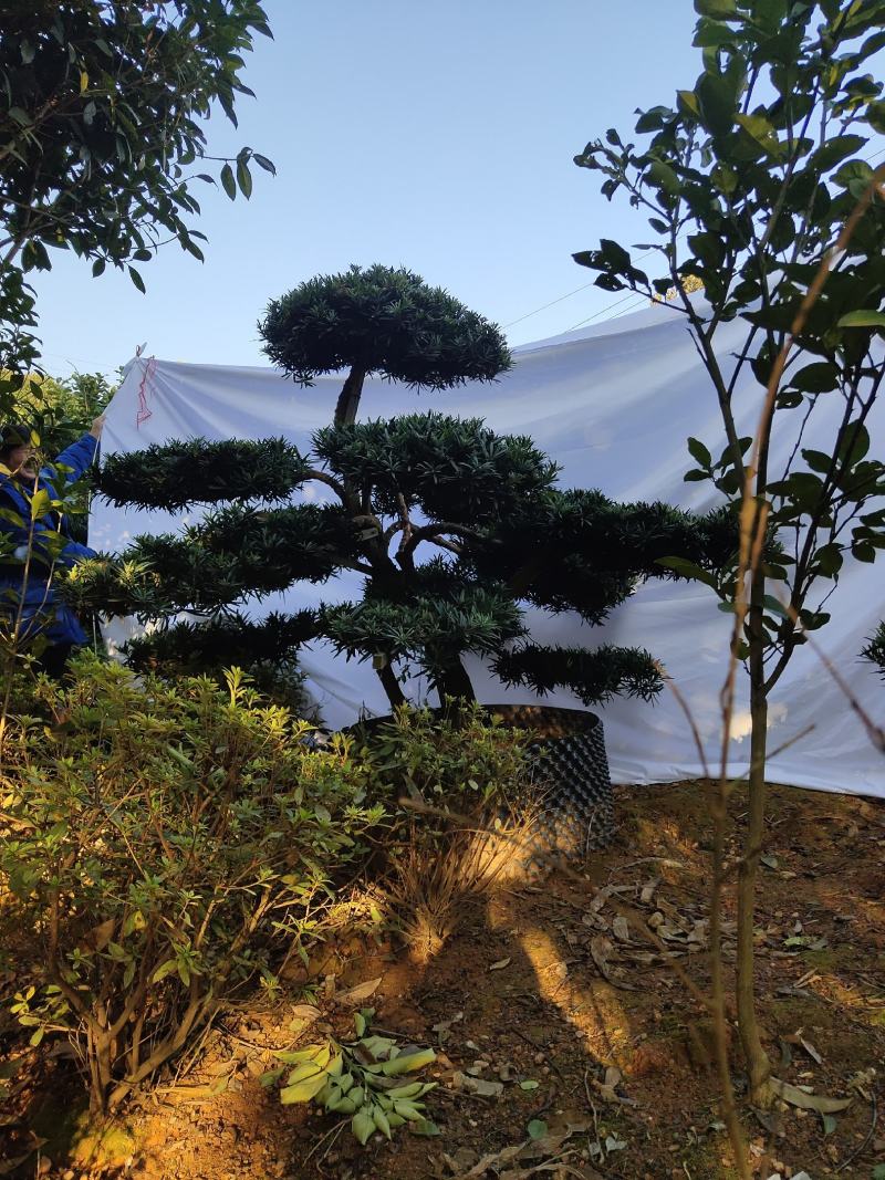 罗汉松盆景，花卉，盆景盆花，产地直销，欢迎咨询