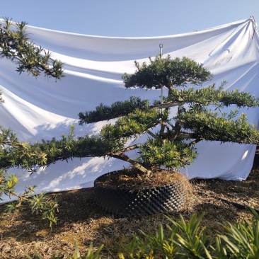 罗汉松盆景，花卉，盆景盆花，产地直销，欢迎咨询