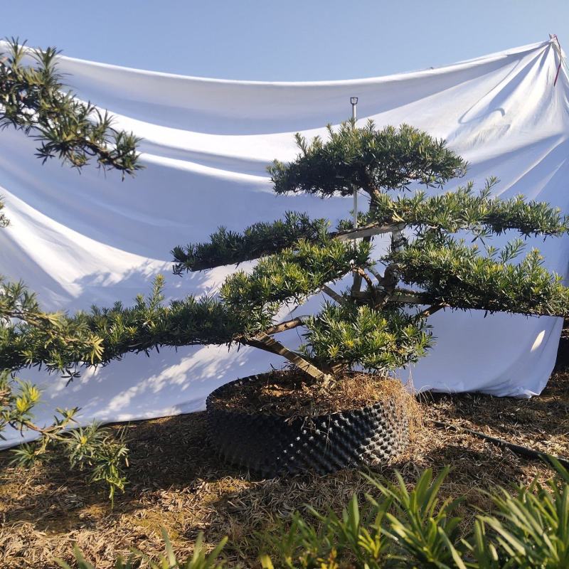 罗汉松盆景，花卉，盆景盆花，产地直销，欢迎咨询