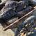 鱼塘养殖鳄鱼龟批发15元斤适合留种养殖直接放塘