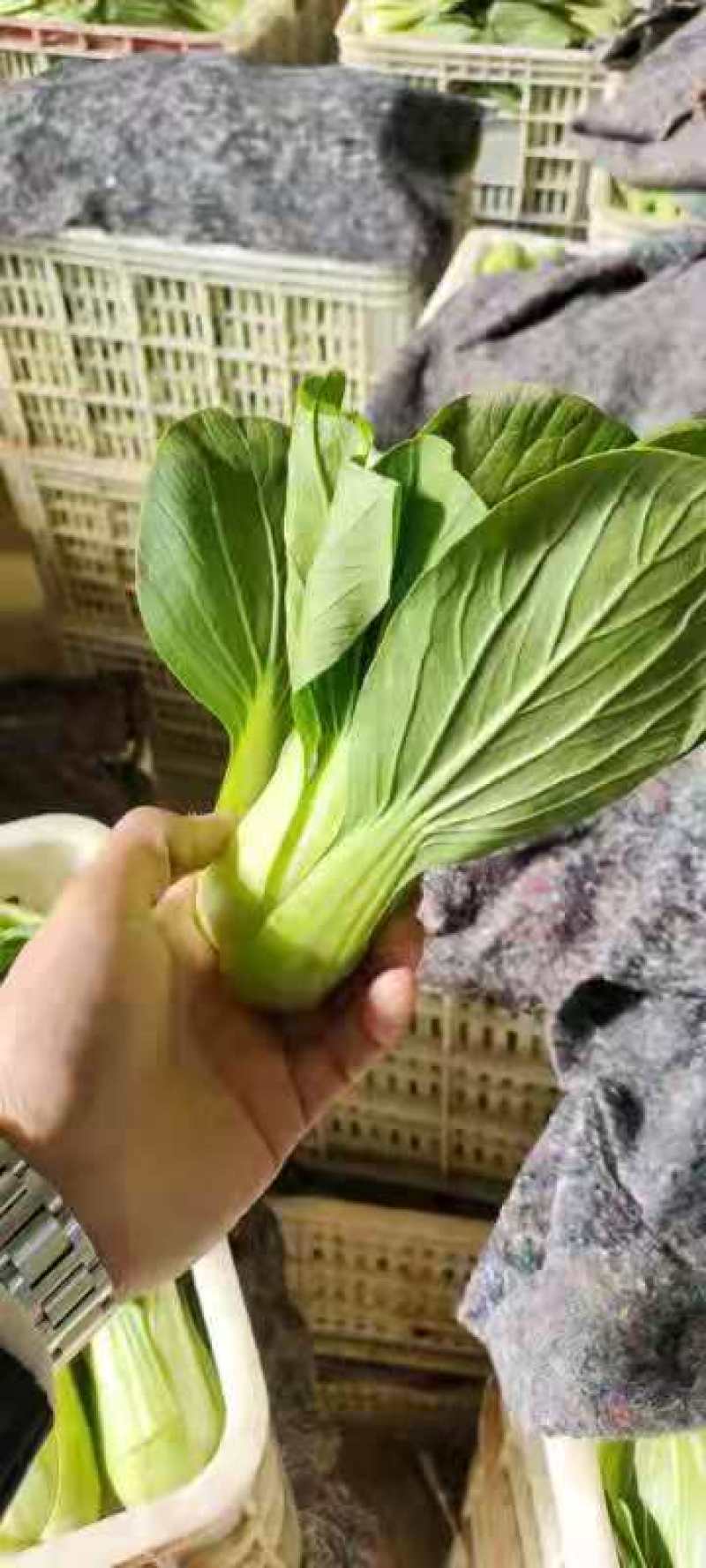 精品油菜