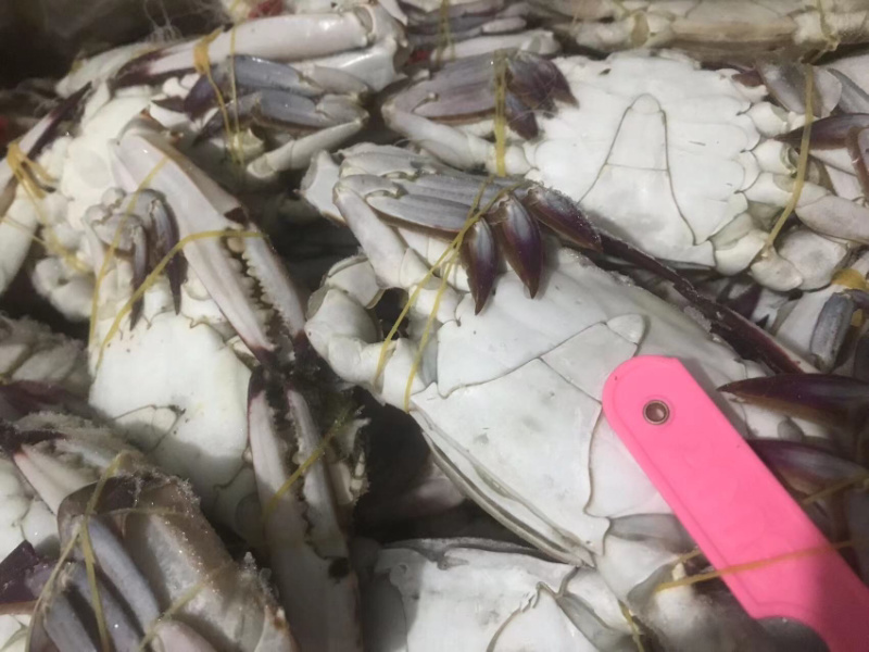单冻母蟹单冻梭子蟹肉母蟹规格，公梭子蟹中公