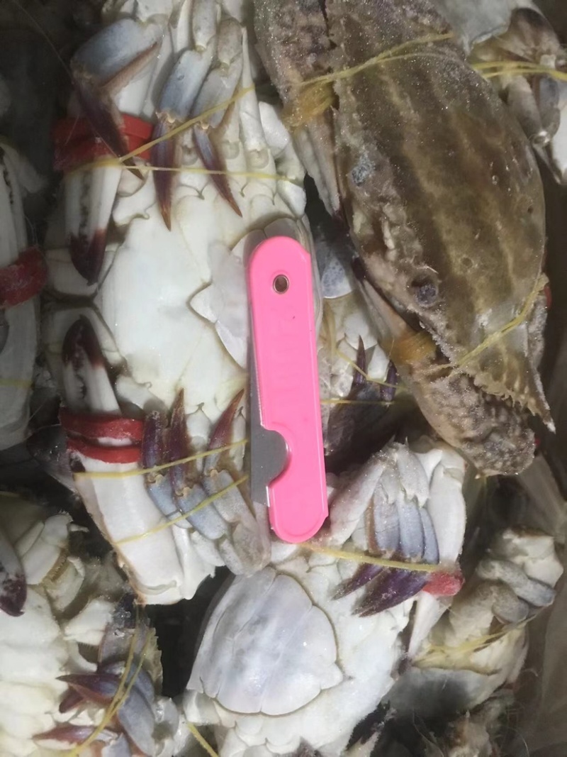 单冻母蟹单冻梭子蟹肉母蟹规格，公梭子蟹中公