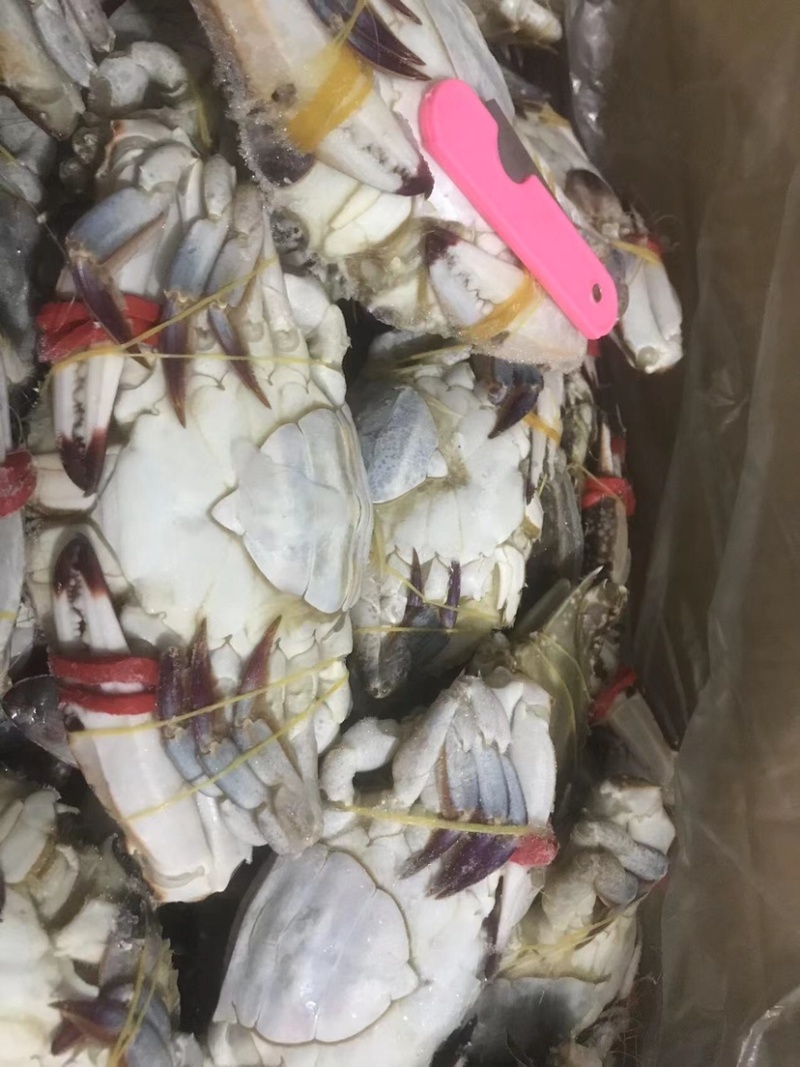 单冻母蟹单冻梭子蟹肉母蟹规格，公梭子蟹中公