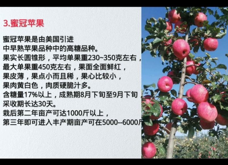 【新品推荐】蜜冠苹果树苗8月成熟保证品质提供技术