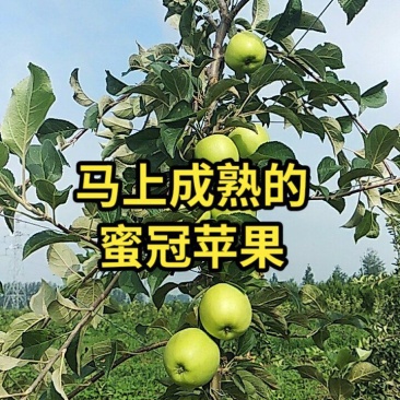 【新品推荐】蜜冠苹果树苗8月成熟保证品质提供技术
