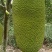 【精品】菠萝蜜新鲜直供果园现摘黄肉菠萝蜜苞大肉厚产地直发