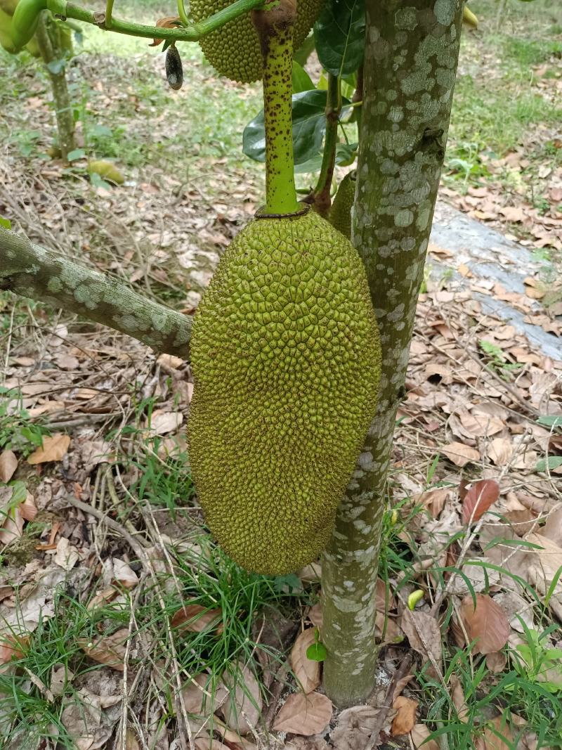 【精品】菠萝蜜新鲜直供果园现摘黄肉菠萝蜜苞大肉厚产地直发