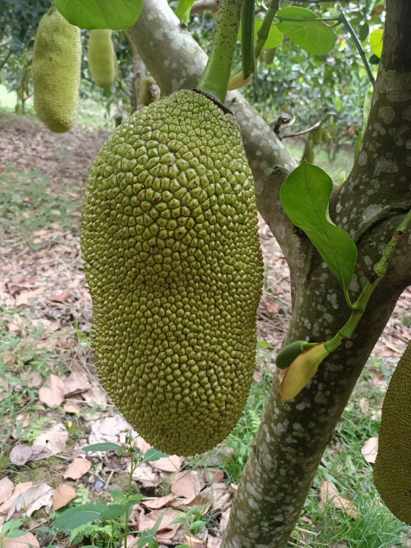 【精品】菠萝蜜新鲜直供果园现摘黄肉菠萝蜜苞大肉厚产地直发