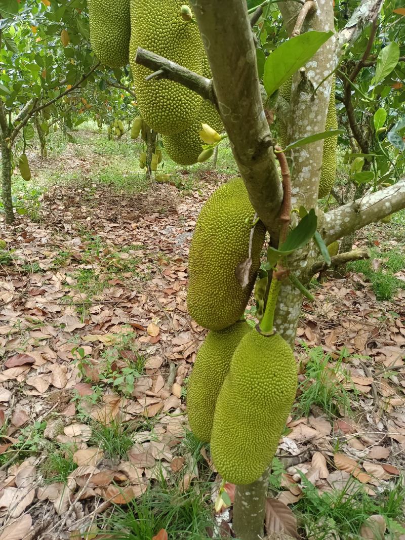 【精品】菠萝蜜新鲜直供果园现摘黄肉菠萝蜜苞大肉厚产地直发