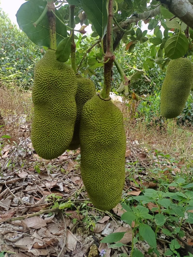 【精品】菠萝蜜新鲜直供果园现摘黄肉菠萝蜜苞大肉厚产地直发