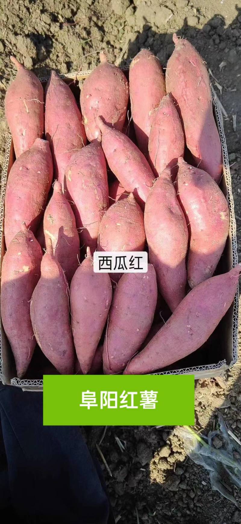 [精品]安徽西瓜红蜜薯大量上市质量保证