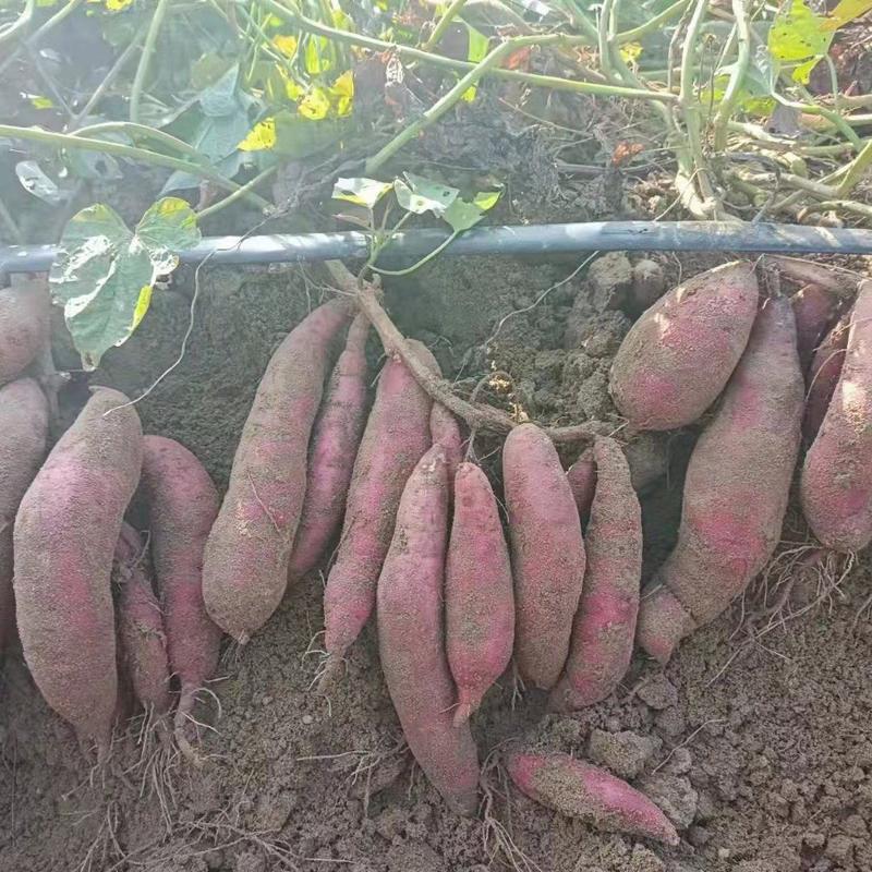 红薯西瓜红红薯万亩红薯基地供应全国市场电商一件代发