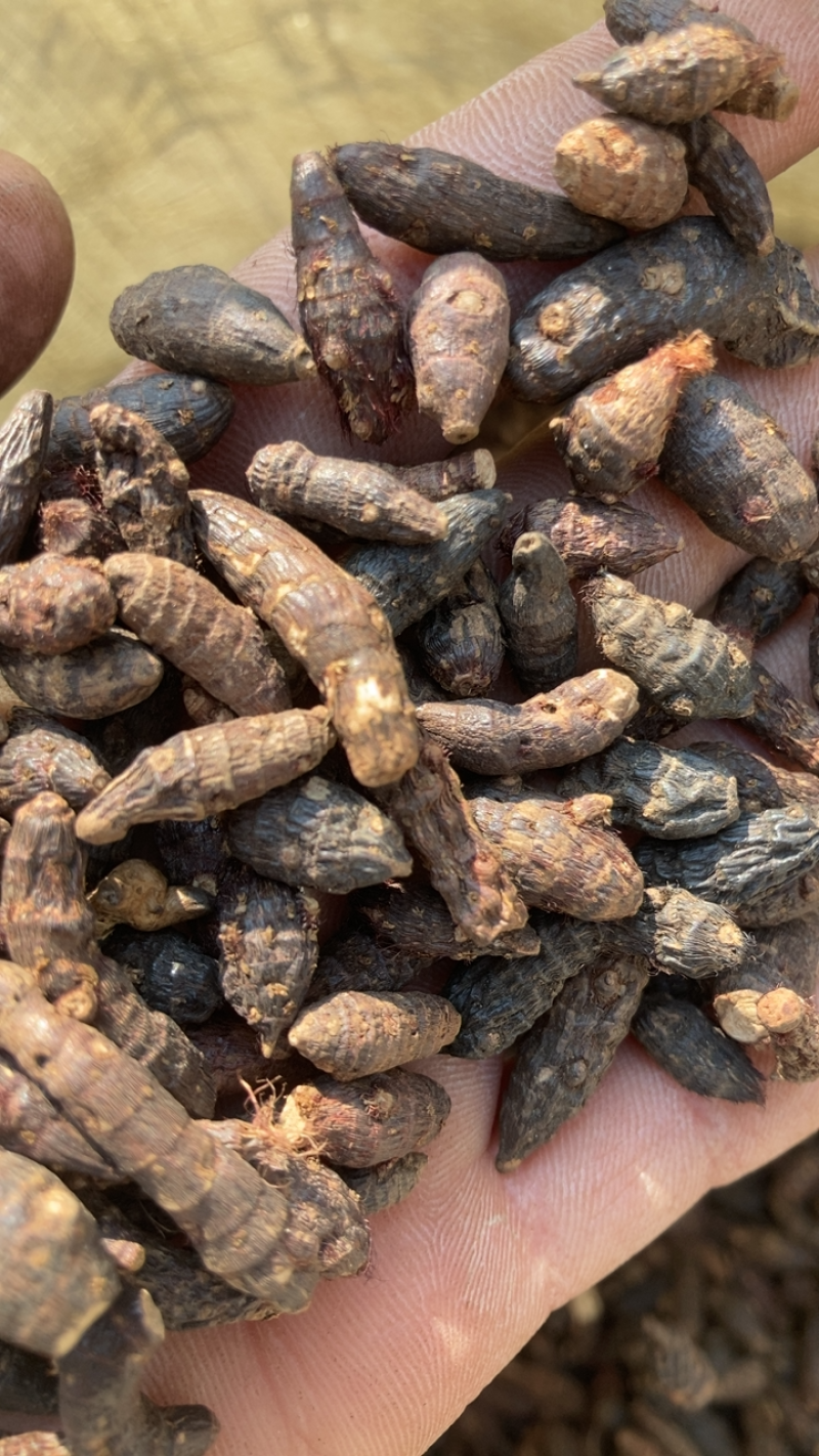 香附个头大，过过米量大现货再售，要的老板请联系