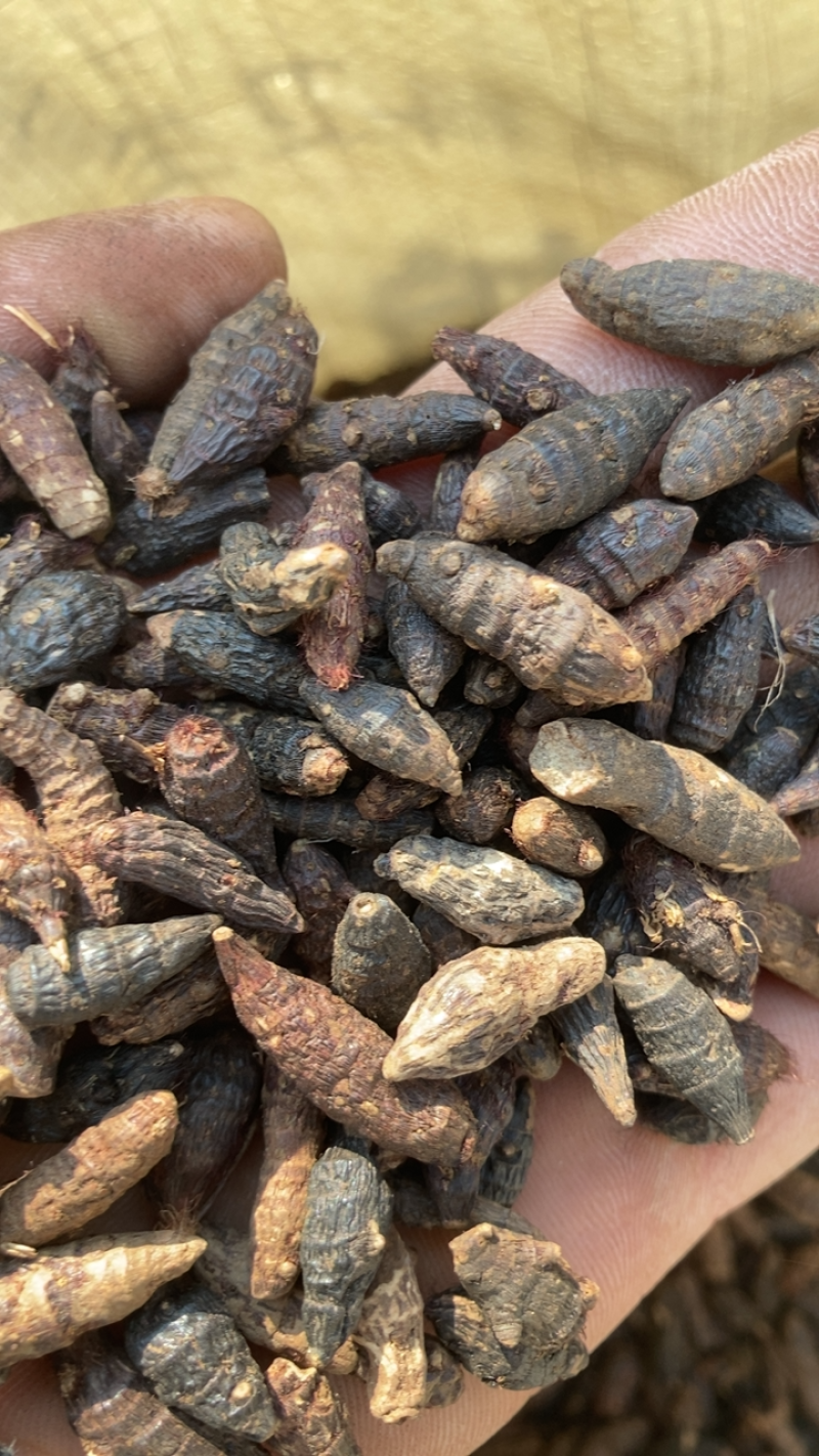 香附个头大，过过米量大现货再售，要的老板请联系