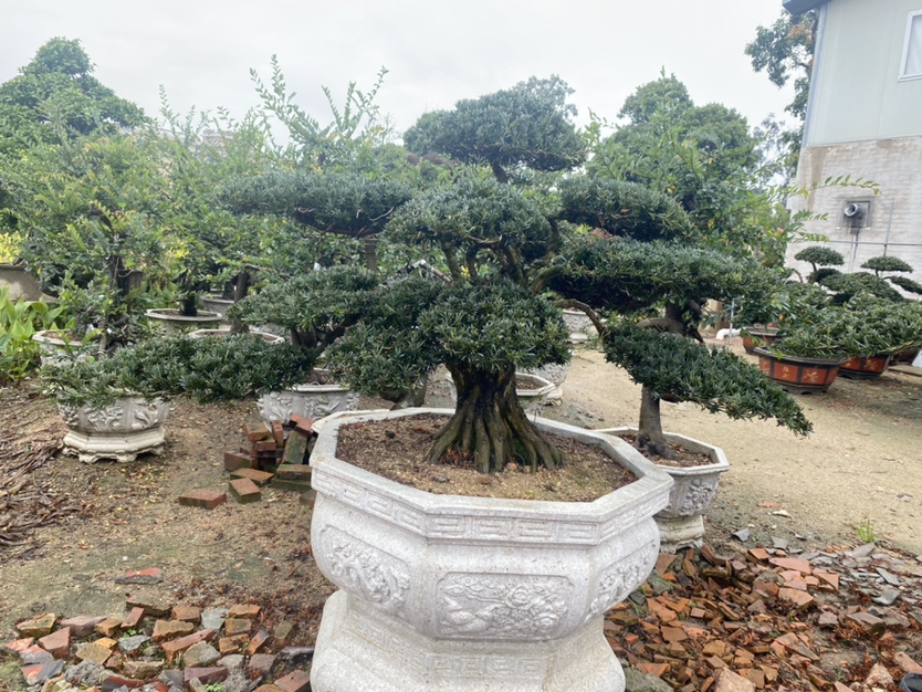 罗汉松冬季室内养护场景图