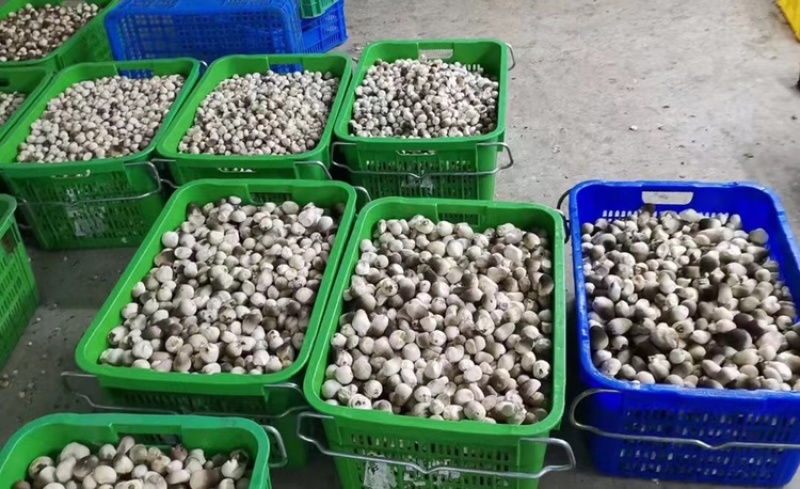 草菇直供/漳州/广东基地/工厂化/稳定采购商来