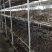 草菇直供/漳州/广东基地/工厂化/稳定采购商来