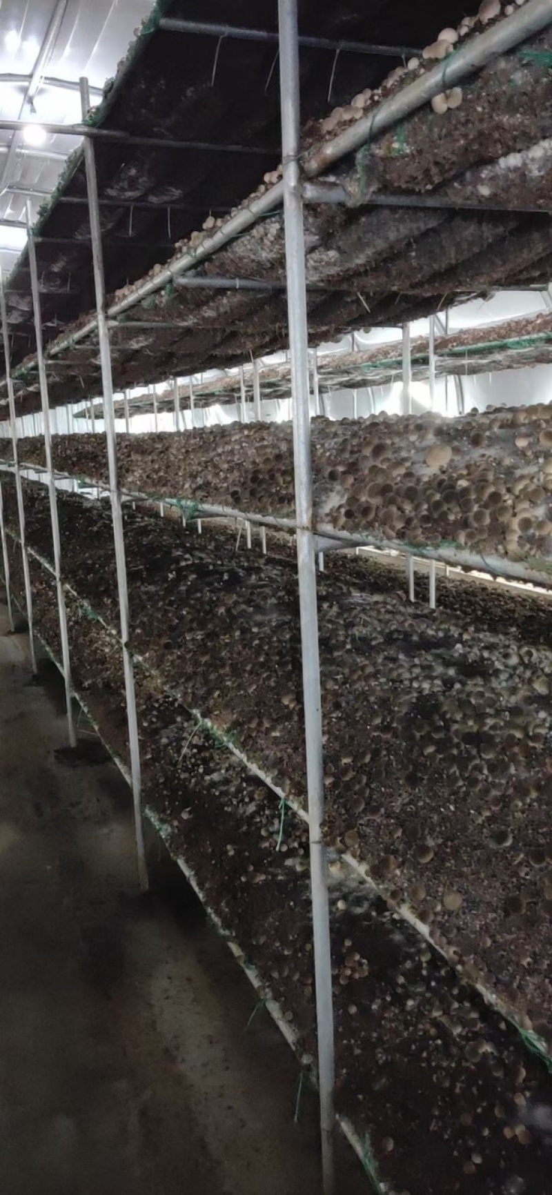 草菇直供/漳州/广东基地/工厂化/稳定采购商来