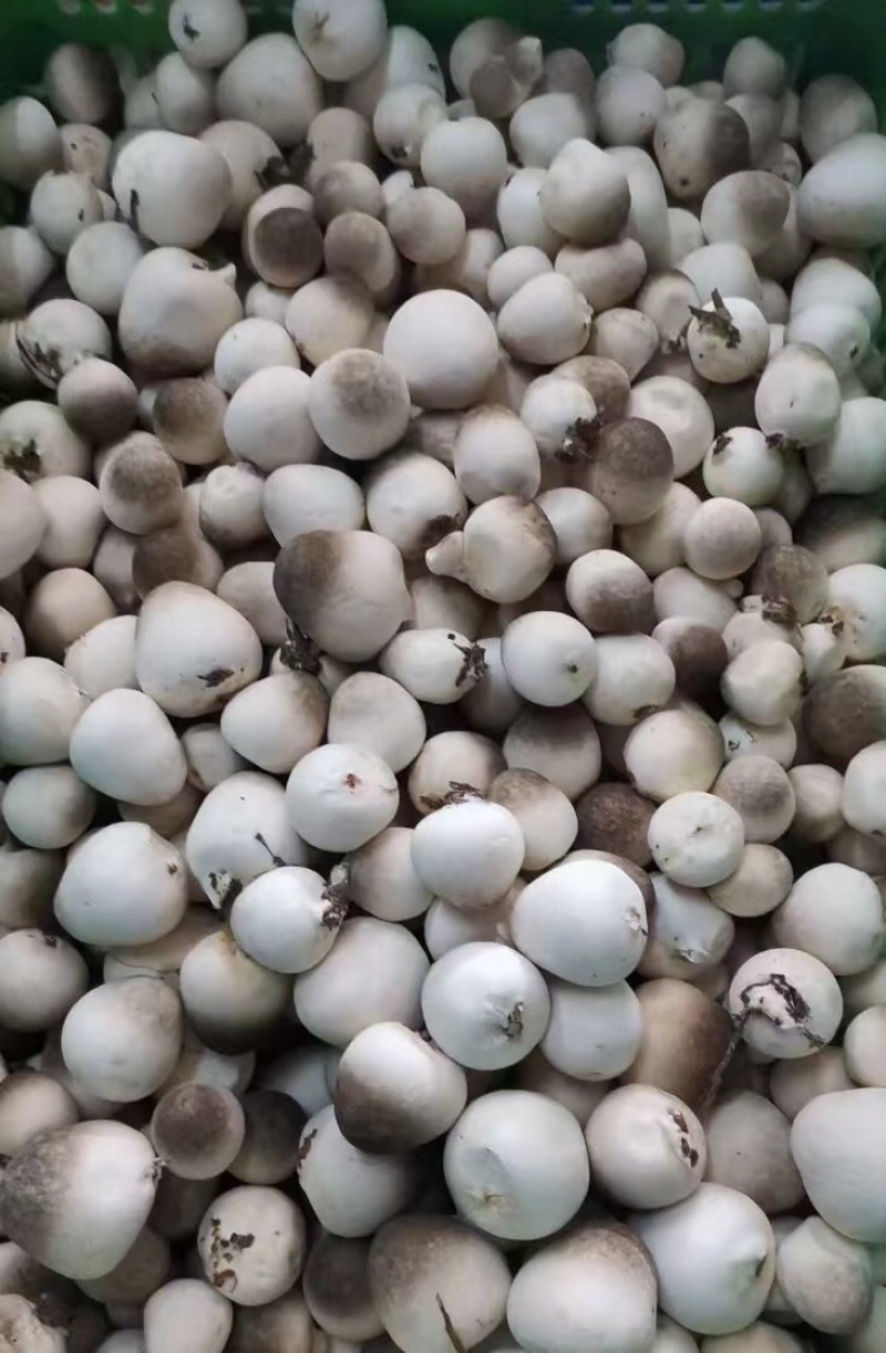 草菇直供/漳州/广东基地/工厂化/稳定采购商来